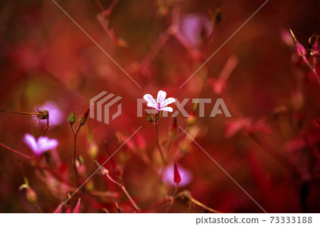 姬路uro和紅黑背 姬路uro和紅黑背 73333188
