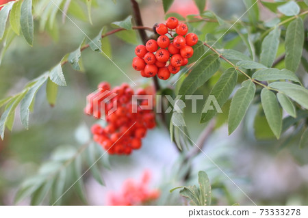 ashberry bright berries ashberry bright berries 73333278