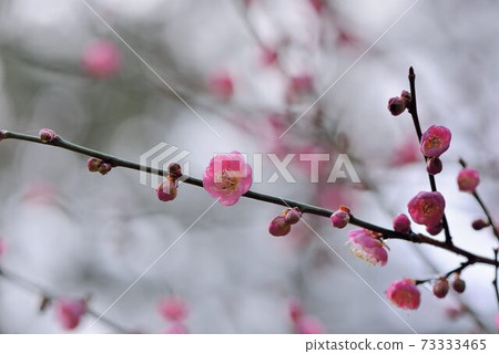 粉紅色梅花在冬天,在台灣武陵農場山上 粉紅色梅花在冬天,在台灣武陵農場山上 73333465