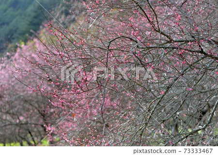 粉紅色梅花在冬天,在台灣武陵農場山上 73333467