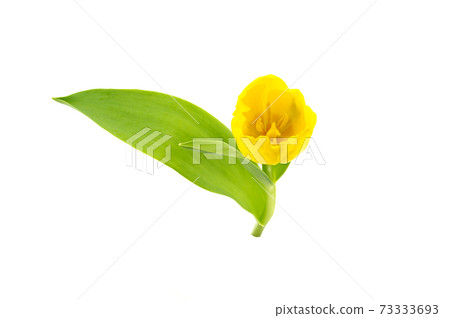 鬱金香 鬱金香 73333693