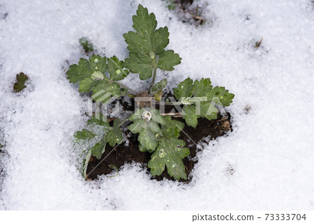Wormwood 73333704