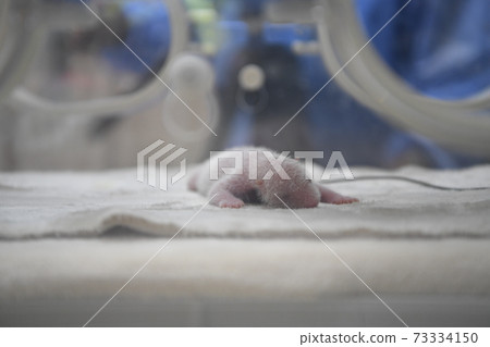 Baby panda 73334150