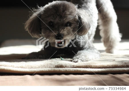 Toy Poodle scary face gesture Toy Poodle scary face gesture 73334984