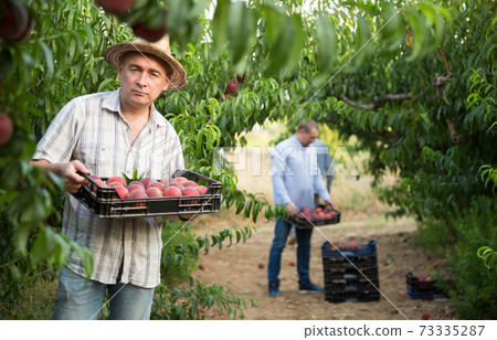 Man professional gardener holding crate with peaches in garden Man professional gardener holding crate with peaches in garden 73335287