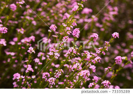 coleonema pulchellum blossom coleonema pulchellum blossom 73335289
