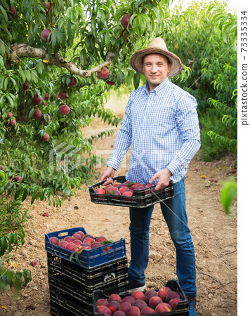 Gardener with peaches harvest in garden Gardener with peaches harvest in garden 73335334