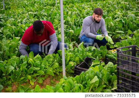 Farmers work in a greenhouse - harvest and clean mangold 73335575