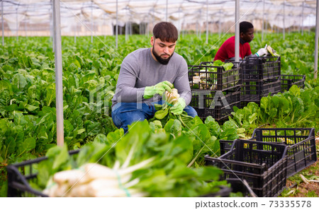 Young farmer harvesting Swiss chard in hothouse Young farmer harvesting Swiss chard in hothouse 73335578