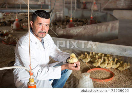 Positive man having duckling in hands Positive man having duckling in hands 73336003