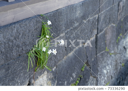 White flower White flower 73336290