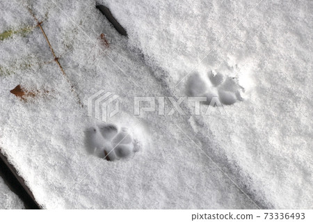 Footprints of Toy Poodle on the snow Footprints of Toy Poodle on the snow 73336493