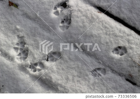 Footprints of Toy Poodle on the snow Footprints of Toy Poodle on the snow 73336506