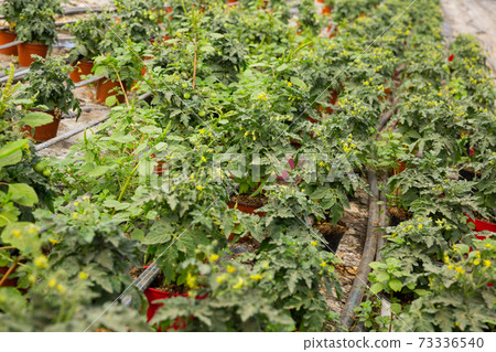 Seedlings of tomatoes growing in pots in greenhouse 73336540