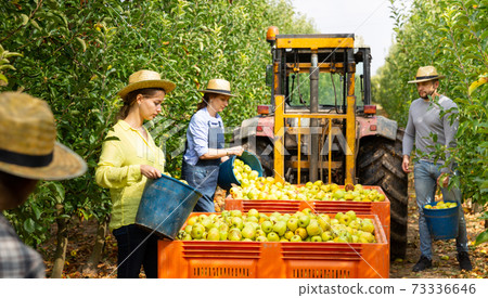 Family of farmers harvests apples on their plantation Family of farmers harvests apples on their plantation 73336646