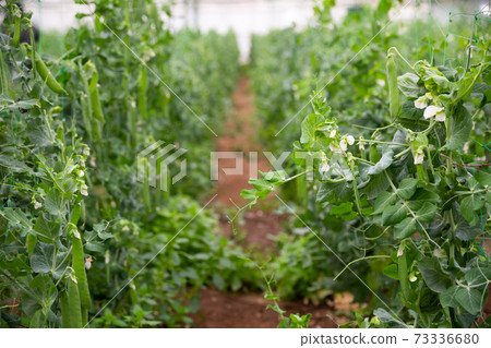 Image of seedlings of pea and soy growing in hothouse 73336680