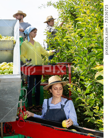 Team of workers harvest apples from trees in a sorting platform Team of workers harvest apples from trees in a sorting platform 73336725