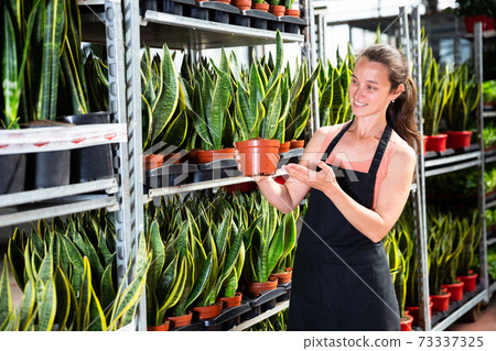 Young female gardener showing plant of Sansevieria Laurenti in pots 73337325