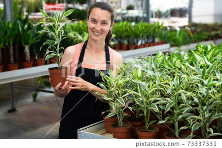 Young female gardener in apron holding dracaena fragrans-lemon in pot Young female gardener in apron holding dracaena fragrans-lemon in pot 73337331