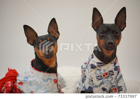 Miniature Pinscher Summer Yukata Kimono Photo 154 Miniature Pinscher Summer Yukata Kimono Photo 154 73337997