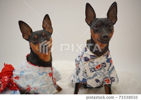 Miniature Pinscher Summer Yukata Kimono Photo 159 73338010