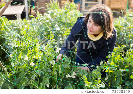 Female supervising growth of legume plants in garden Female supervising growth of legume plants in garden 73338149