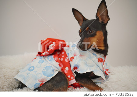 Miniature Pinscher Summer Yukata Kimono Photo 181 Miniature Pinscher Summer Yukata Kimono Photo 181 73338552
