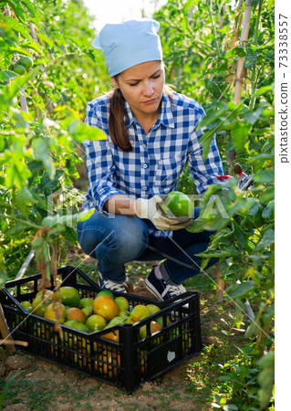 Woman picking underripe tomatoes in small farm garden Woman picking underripe tomatoes in small farm garden 73338557