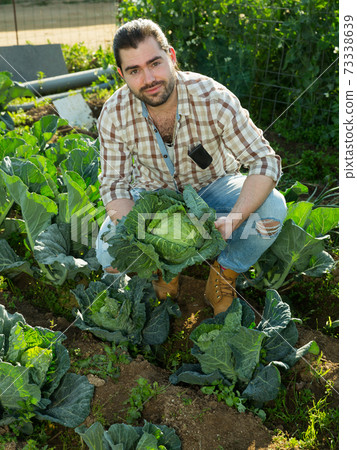 Farmer harvesting cabbage at plantation Farmer harvesting cabbage at plantation 73338639
