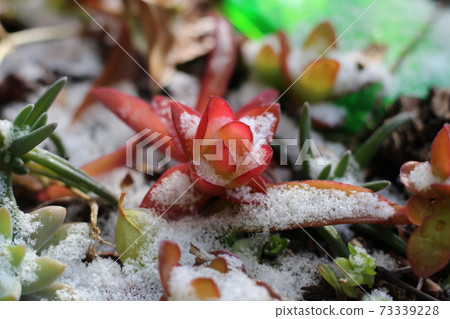 肉質植物與雪 73339228