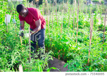African american gardener with bamboo stick working with seedlings African american gardener with bamboo stick working with seedlings 73340095