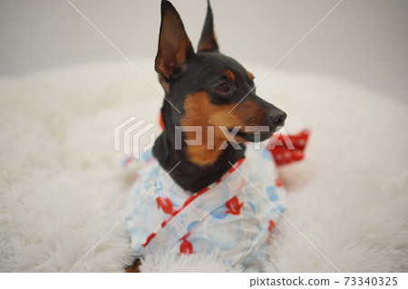 微型平徹夏天浴衣日式照片270 73340325