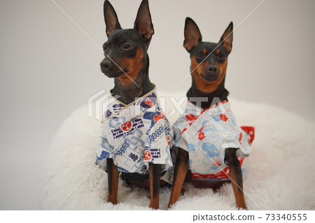 Miniature Pinscher Summer Yukata Kimono Photo 280 Miniature Pinscher Summer Yukata Kimono Photo 280 73340555