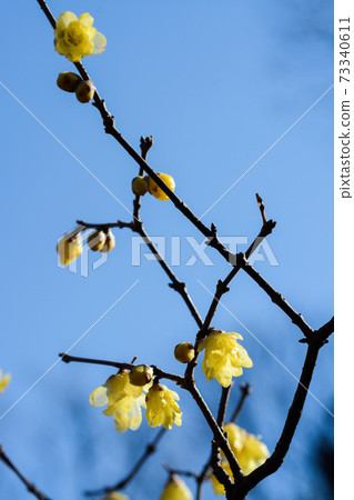 Rowbai (wax plum) 73340611