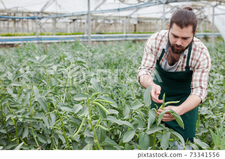Worker controlling quality of legume plants Worker controlling quality of legume plants 73341556