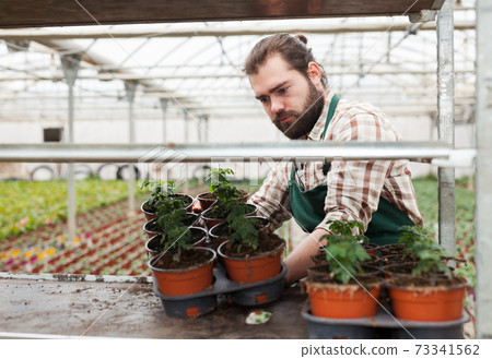 Farmer checking tomato seedlings 73341562
