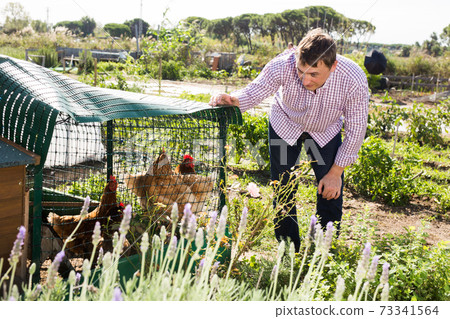 Farmer man feeding chikens in a hen house Farmer man feeding chikens in a hen house 73341564