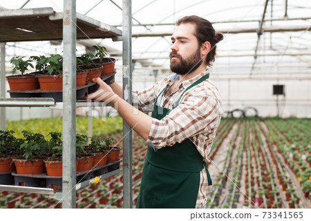 Young man gardener puts the pots of tomatoes seedling on the shelf Young man gardener puts the pots of tomatoes seedling on the shelf 73341565