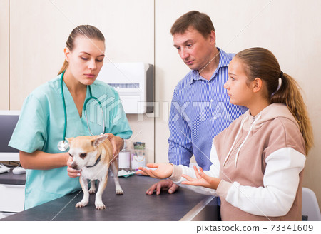 Female veterinarian examining puppy in clinic in presence of worried man and preteen girl 73341609