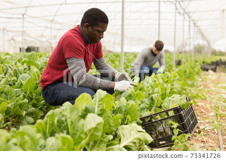 Afro-american man harvesting mangold in a plastic box Afro-american man harvesting mangold in a plastic box 73341726