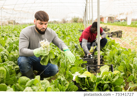 Farmer and his assistant harvesting ripe mangold in greenhouse Farmer and his assistant harvesting ripe mangold in greenhouse 73341727
