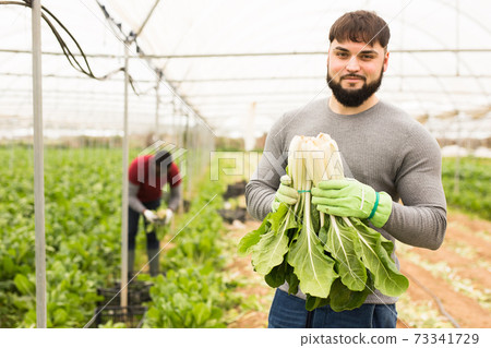 Successful young horticulturist with green chard Successful young horticulturist with green chard 73341729