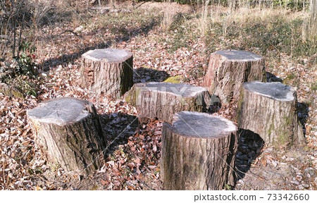 冬季場景圖像樹樁 冬季場景圖像樹樁 73342660