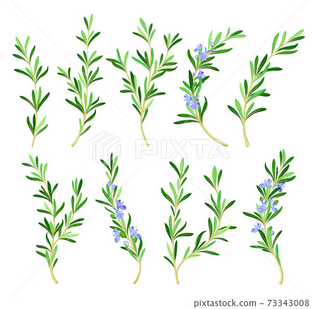 Rosemary Twig as Perennial Herb with Fragrant, Evergreen, Needle-like Leaves and Blue Flowers Vector Set Rosemary Twig as Perennial Herb with Fragrant, Evergreen, Needle-like Leaves and Blue Flowers Vector Set 73343008