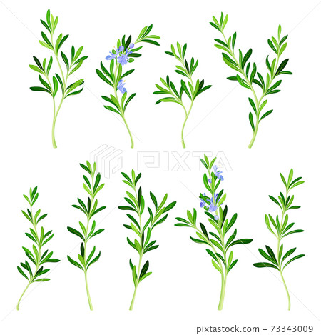 Rosemary Twig as Perennial Herb with Fragrant, Evergreen, Needle-like Leaves and Blue Flowers Vector Set Rosemary Twig as Perennial Herb with Fragrant, Evergreen, Needle-like Leaves and Blue Flowers Vector Set 73343009