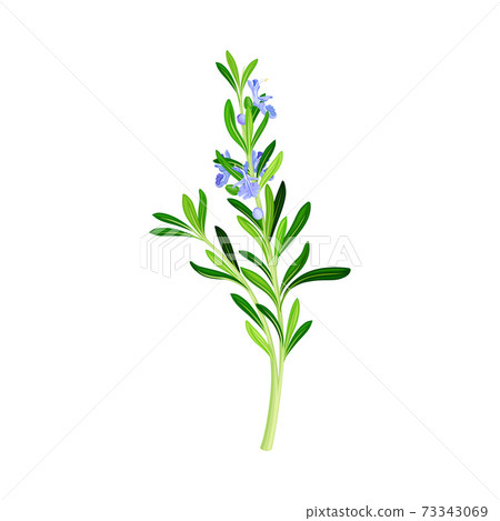 Blooming Rosemary Branch with Evergreen Needle-like Leaves and Blue Flowers Vector Illustration 73343069