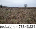 Dry withered grass in the water in late autumn 73343824