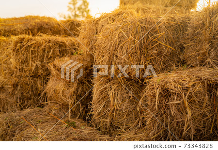 Dry straw bale. Pile of stacked yellow straw bales. Haystack in farm. Animal fodder. Agricultural byproduct. Food and bedding for cows, horse, poultry, sheep, and livestock. Hay stack for animal feed. Dry straw bale. Pile of stacked yellow straw bales. Haystack in farm. Animal fodder. Agricultural byproduct. Food and bedding for cows, horse, poultry, sheep, and livestock. Hay stack for animal feed. 73343828