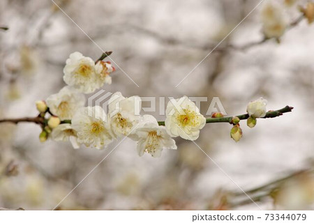 Winter blossom plum Winter blossom plum 73344079