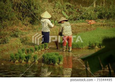 Two Vietnamese woman planting rice by hand at Ha giang, Vietnam during the start of raining season Two Vietnamese woman planting rice by hand at Ha giang, Vietnam during the start of raining season 73344495